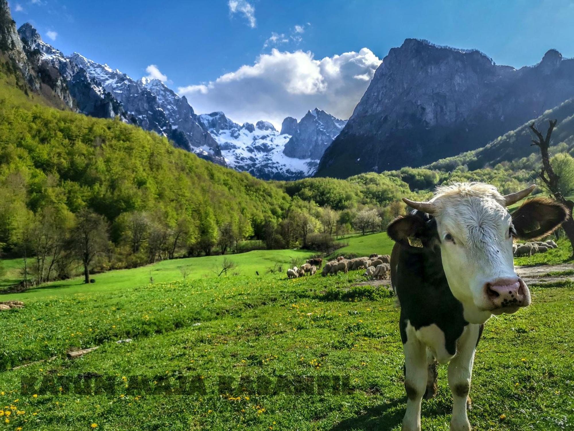 Katun Maja Karanfil Gusinje